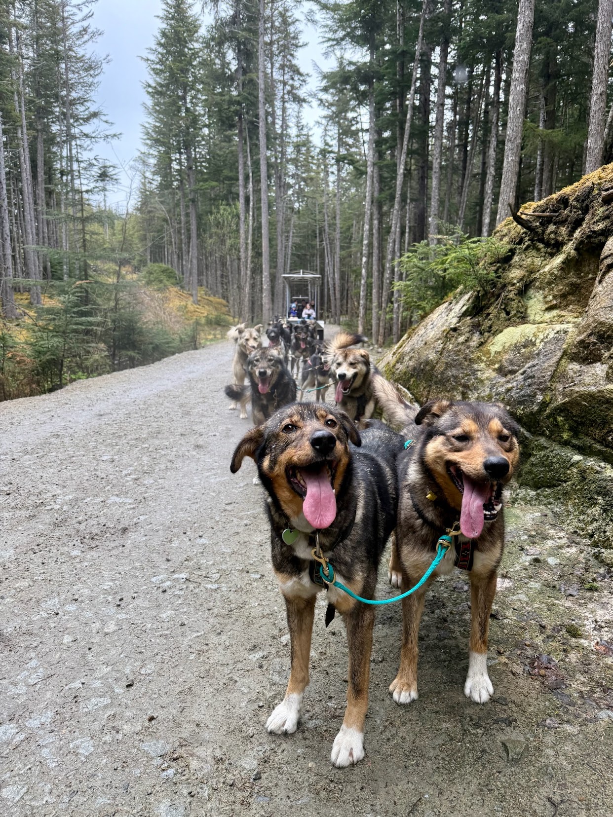 Team of sled dogs pulling a cart down a wooded trail