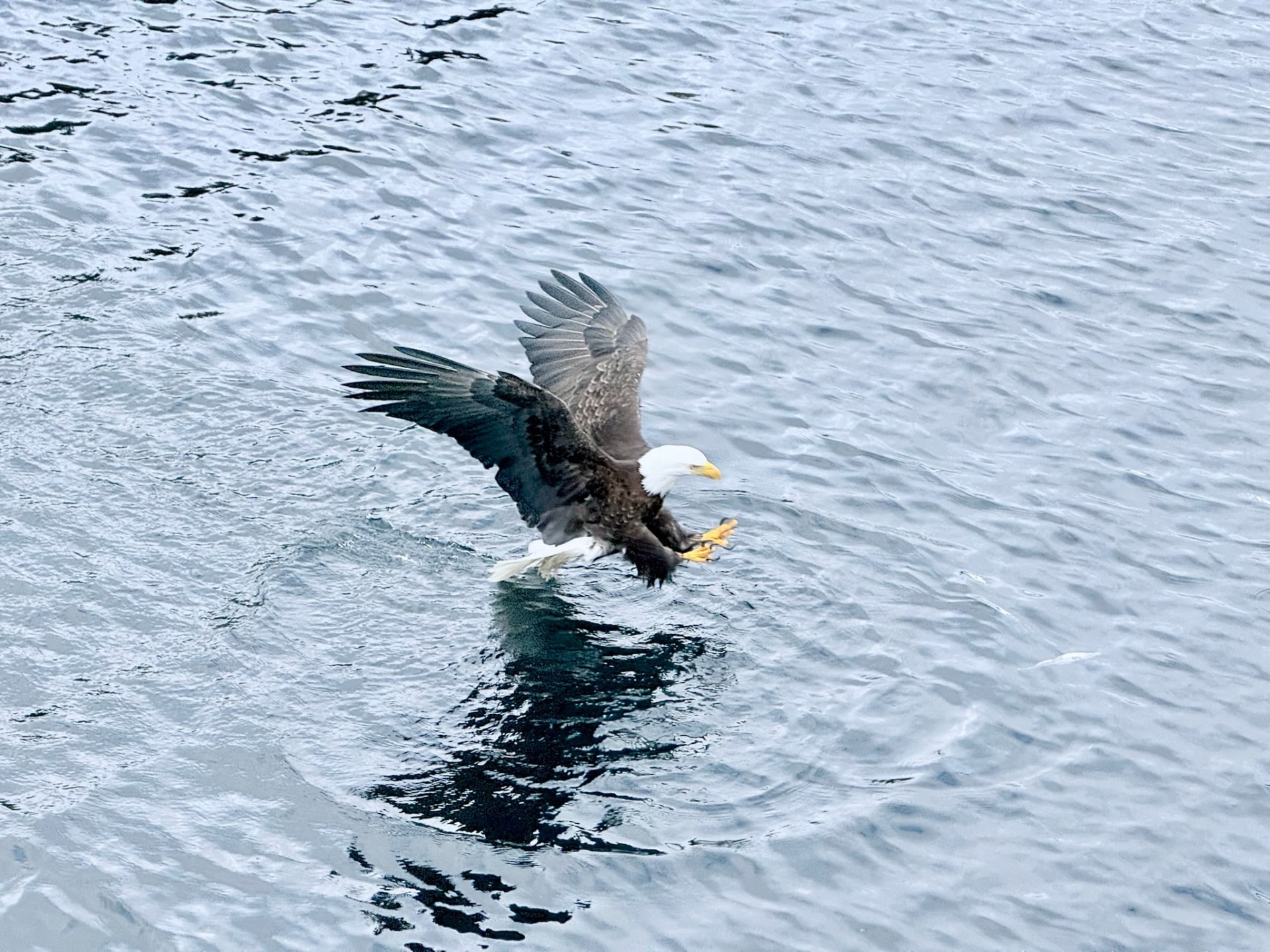 Bald eagle swooping low over the water to catch a fish