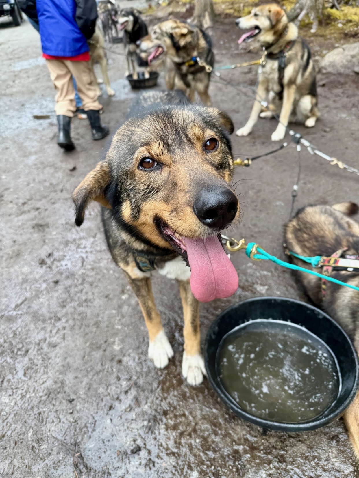 Sled dog musher camp in Skagway