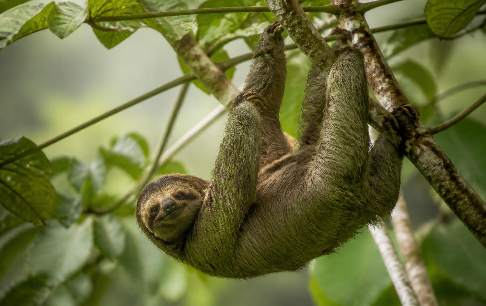 A three-toed sloth in the rainforest canopy